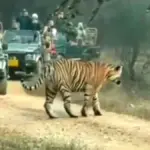 रणथंभौर टाइगर रिजर्व में 1 अक्टूबर से शुरू होगा नया पर्यटन सत्र, पूरी हुईं तैयारियां | ranthambore news