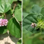 किडनी और लिवर के लिए वरदान है पुनर्नवा, जानें इसके अचूक आयुर्वेदिक फायदे | health news