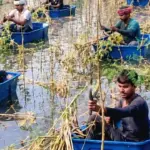 धौलपुर में भारी बारिश से डूबी बाजरे की फसल, कूलर की टंकियों को नाव बनाकर बालियां बचाने में जुटे किसान | rajasthan news