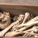 दिल्ली के मंदिर परिसर में सफाई के दौरान मिला मानव कंकाल, स्कूल से जुड़ा मामला | delhi news