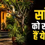 घर के गार्डन में लगे ये पौधे बन सकते हैं सांपों का अड्डा, तुरंत दें ध्यान | lifestyle news