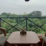 ताज नेचर वॉक की ईको हट बनीं पर्यटकों की नई पसंद, बालकनी से दिख रहा ताजमहल का खूबसूरत नजारा | agra news