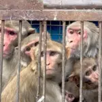 आगरा में बंदरों के आतंक से मिलेगी राहत, वन्यजीव संस्थान तैयार करेगा विशेष कार्य योजना | agra news