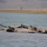 चंबल में नवंबर से शुरू होगी रोमांचक सफारी, घड़ियाल और प्रवासी पक्षियों का दिखेगा अनूठा संसार | travel-tourism