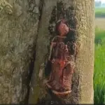 बिहार के मधेपुरा में पेड़ के तने पर उभरी बजरंगबली की आकृति, जुटने लगे ग्रामीण | madhepura news
